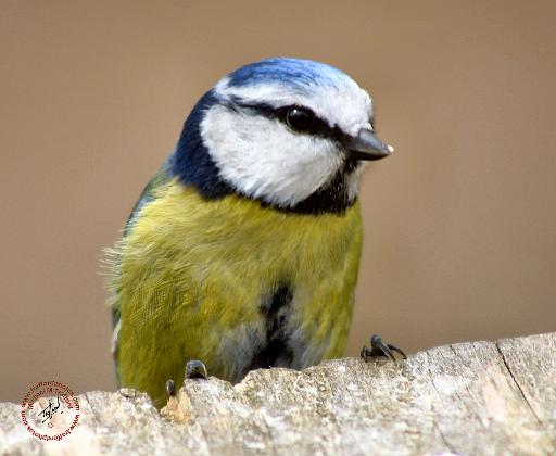 Blue Tit 8R85D-14.JPG